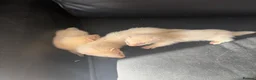 Ferret rodents for sale: Ferrets - Advert 1