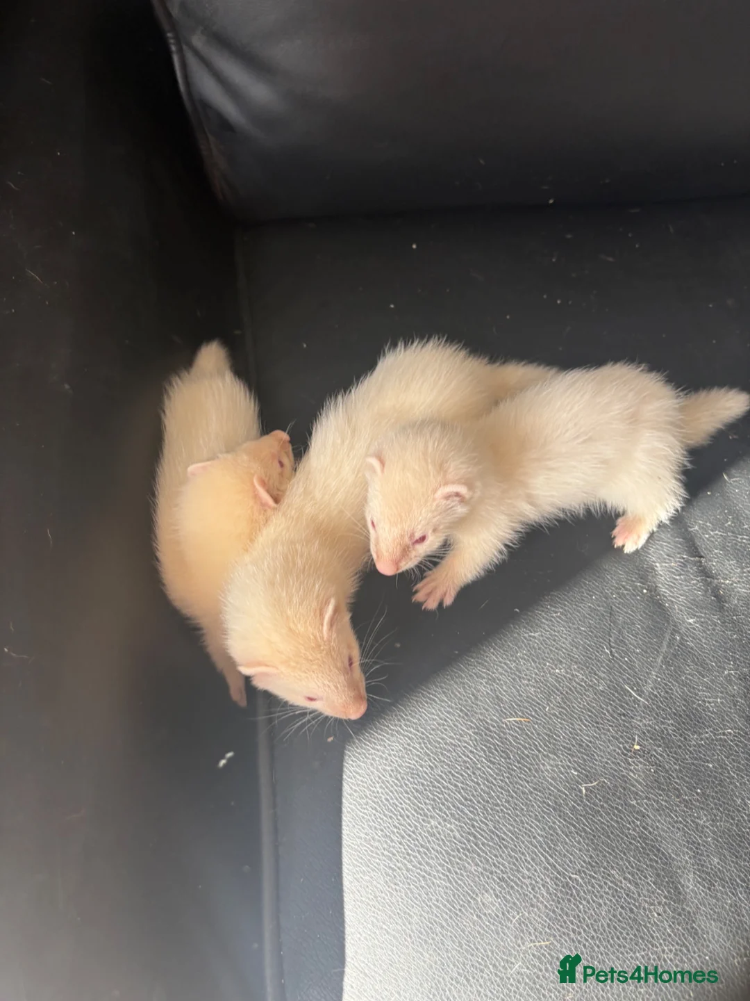 Ferret rodents for sale: Ferrets - Advert 1