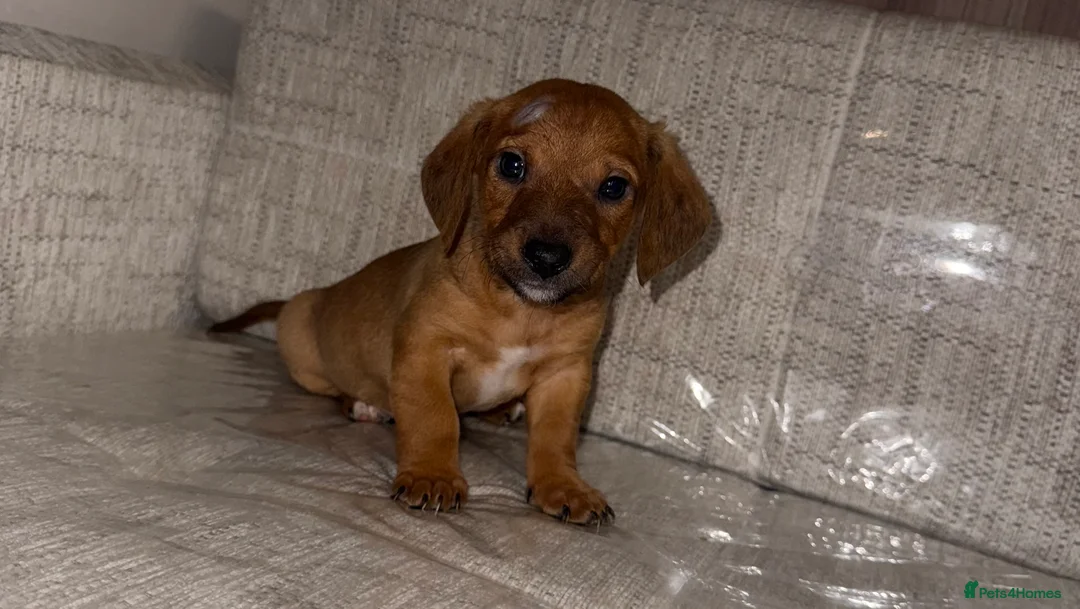 Mixed Breed dogs for sale: Daschund X puppies  - Advert 3