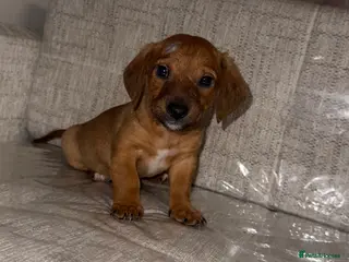 Mixed Breed dogs Daschund X puppies - Advert 17