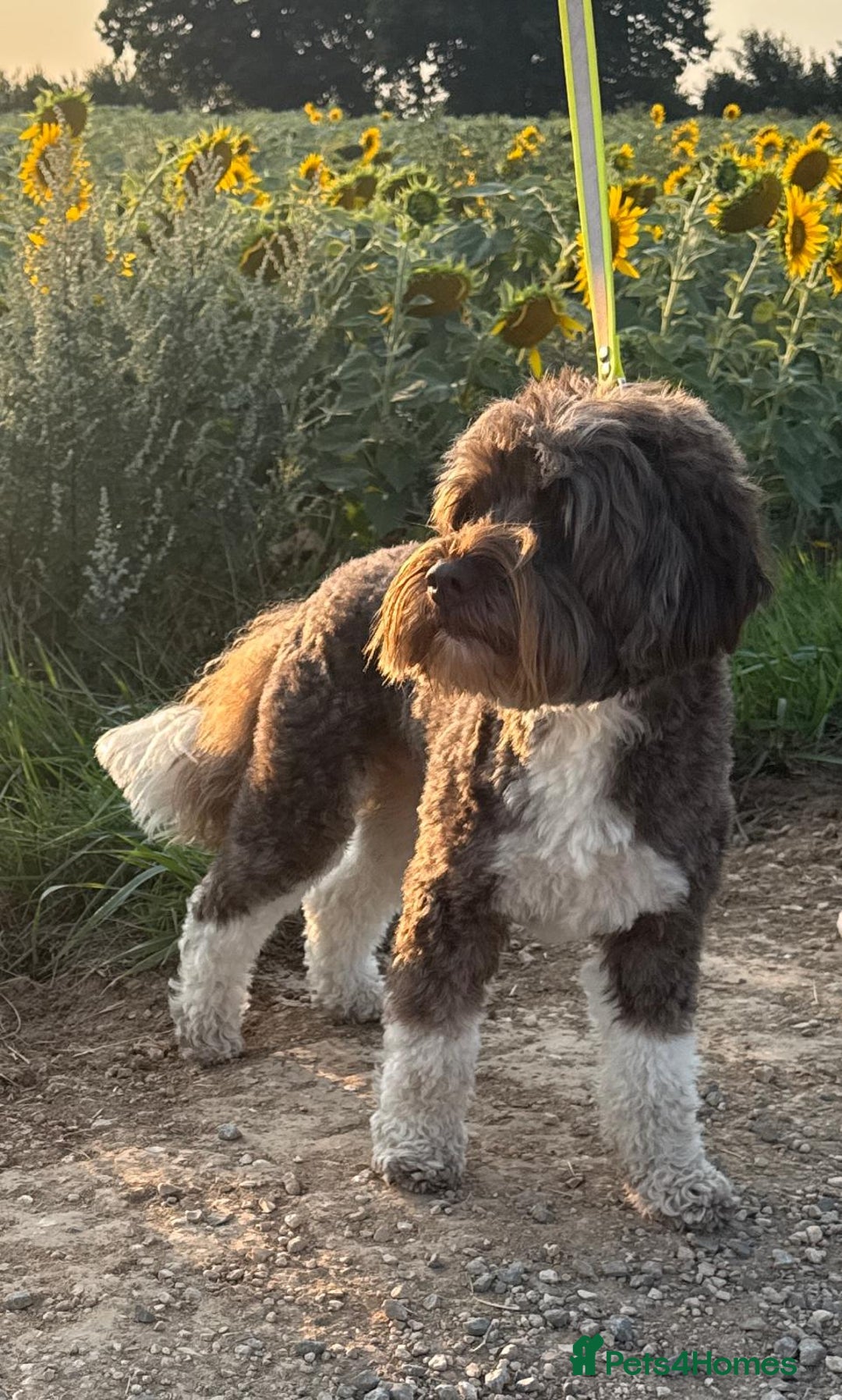 Labradoodle dogs for stud: Proven Miniature Australian Labradoodle Stud - Advert 1