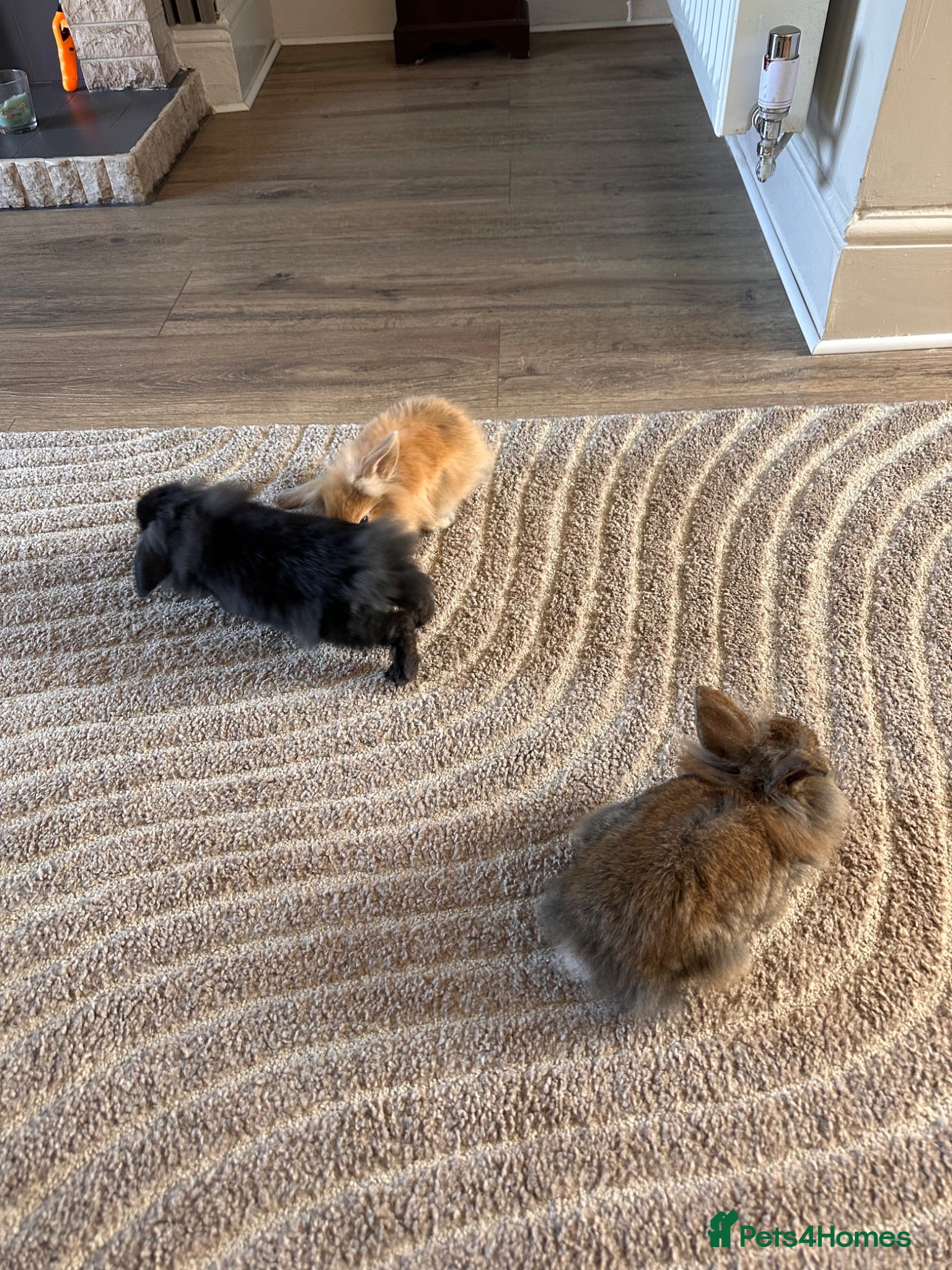 Mini Lop rabbits 4 adorable mini lops ready to go  - Advert 2