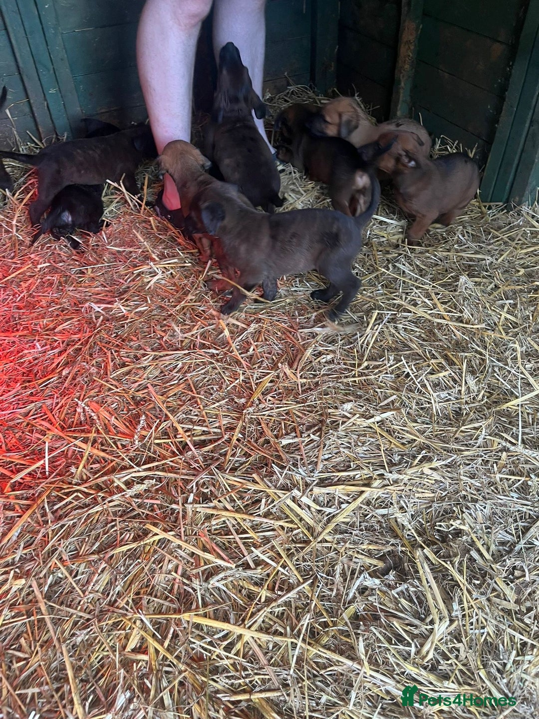 Belgian Shepherd Dog dogs for sale: Litter  - Image 4