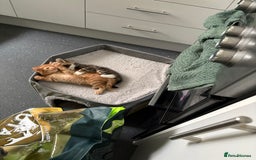 American Shorthair cats for sale: Tabby Twins & Gingee - Image 2