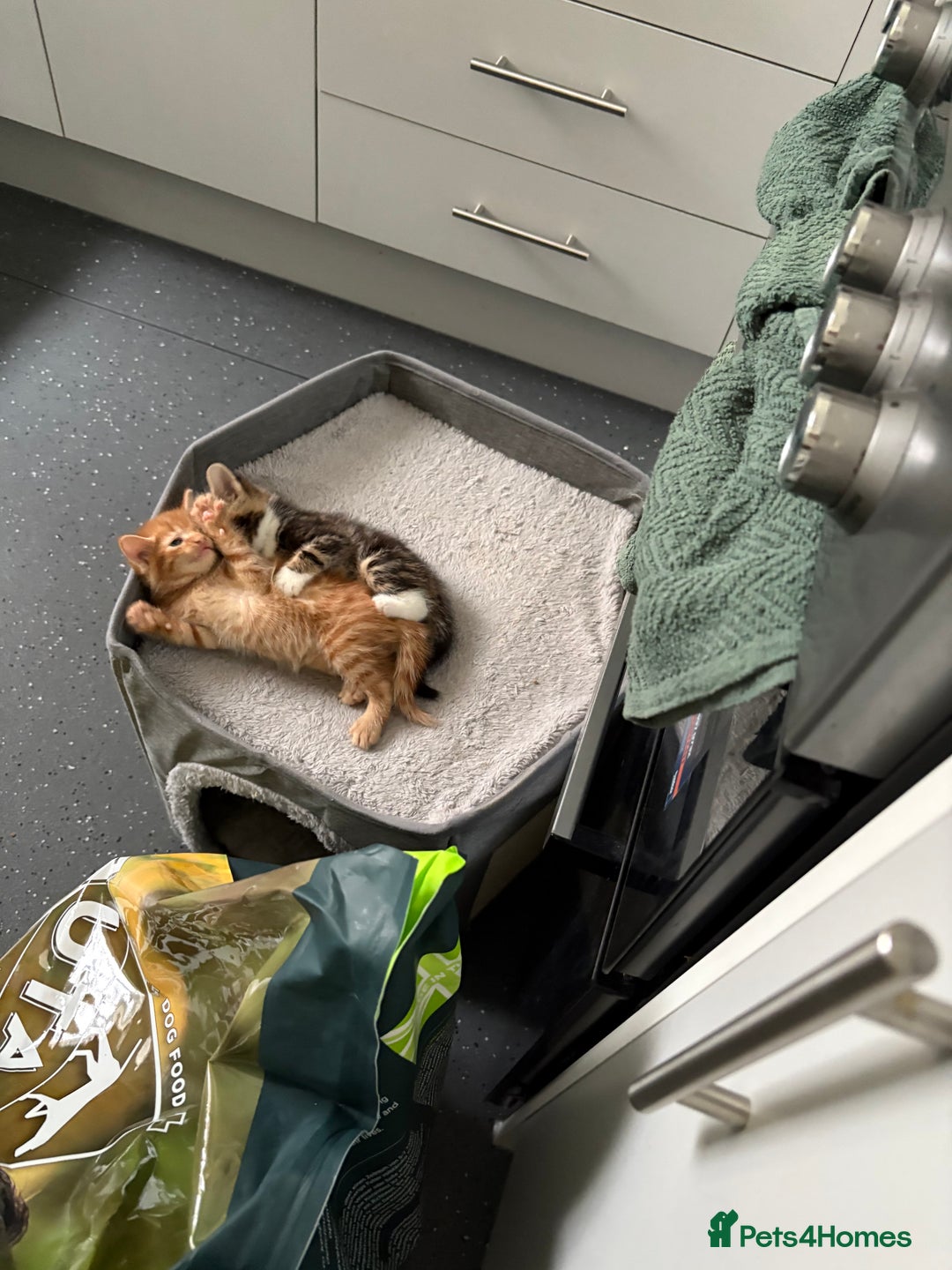 American Shorthair cats for sale: Tabby Twins & Gingee - Image 2