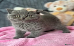 British Shorthair cats for sale: Gorgeous Champions line British Shorthair - Image 7