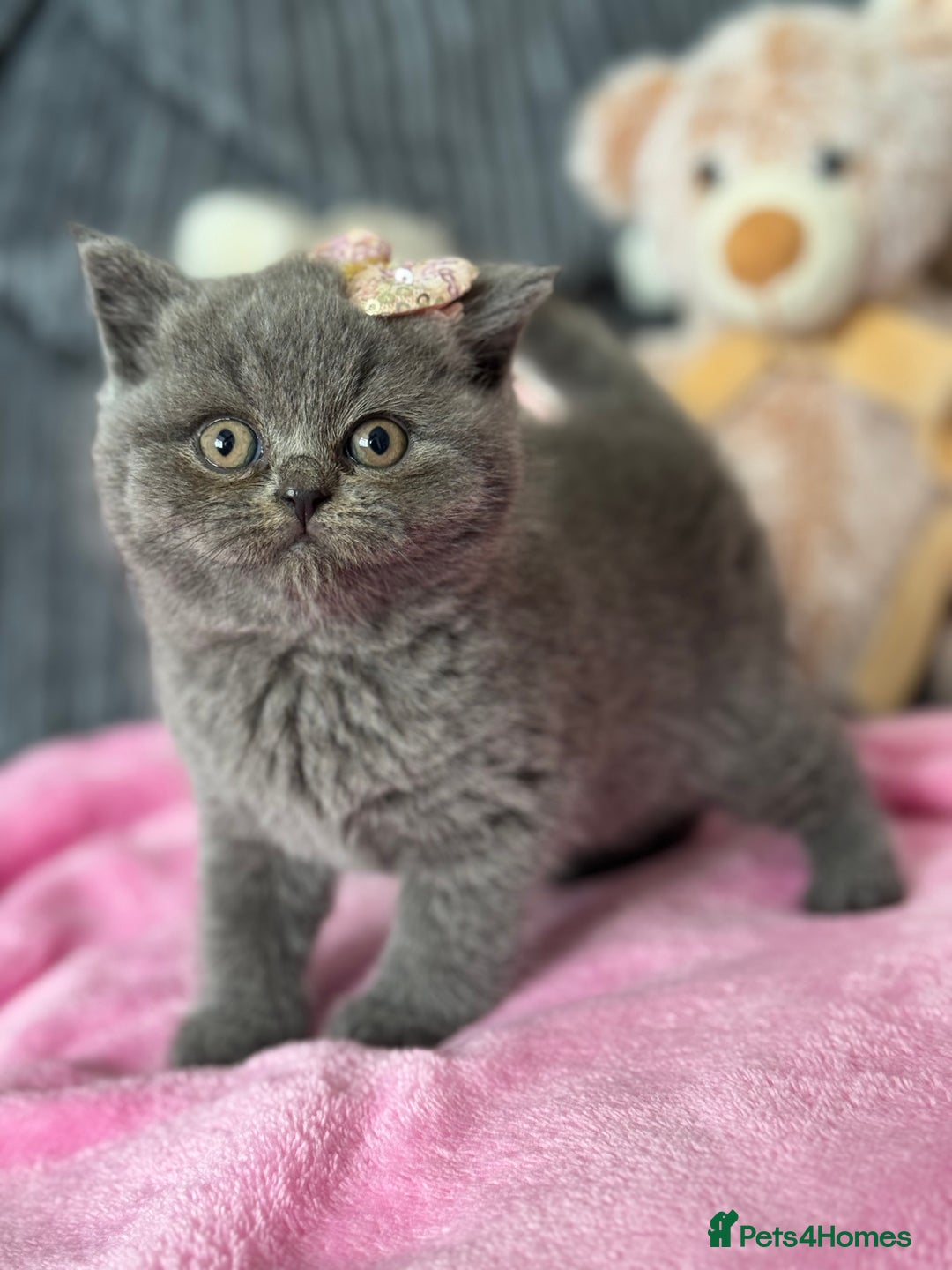British Shorthair cats for sale: Gorgeous Champions line British Shorthair - Image 7