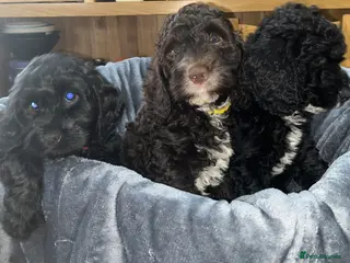 Cockapoo dogs Beautiful cockapoo puppies! - Advert 7