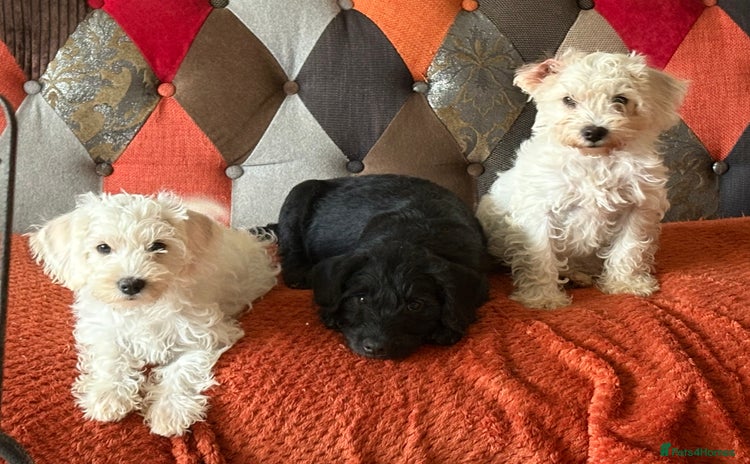 Mixed Breed dogs - Advert 10