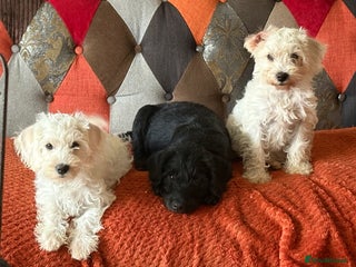 Mixed Breed dogs - Advert 3