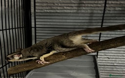 Sugar Glider rodents for sale: Two sugar gliders and full set up - Image 8