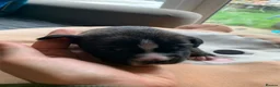 Staffordshire Bull Terrier dogs for sale: Staffordshire bull terrier  - Advert 15