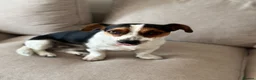 Jack Russell dogs for sale: Loving home needed for Jasper - Advert 1