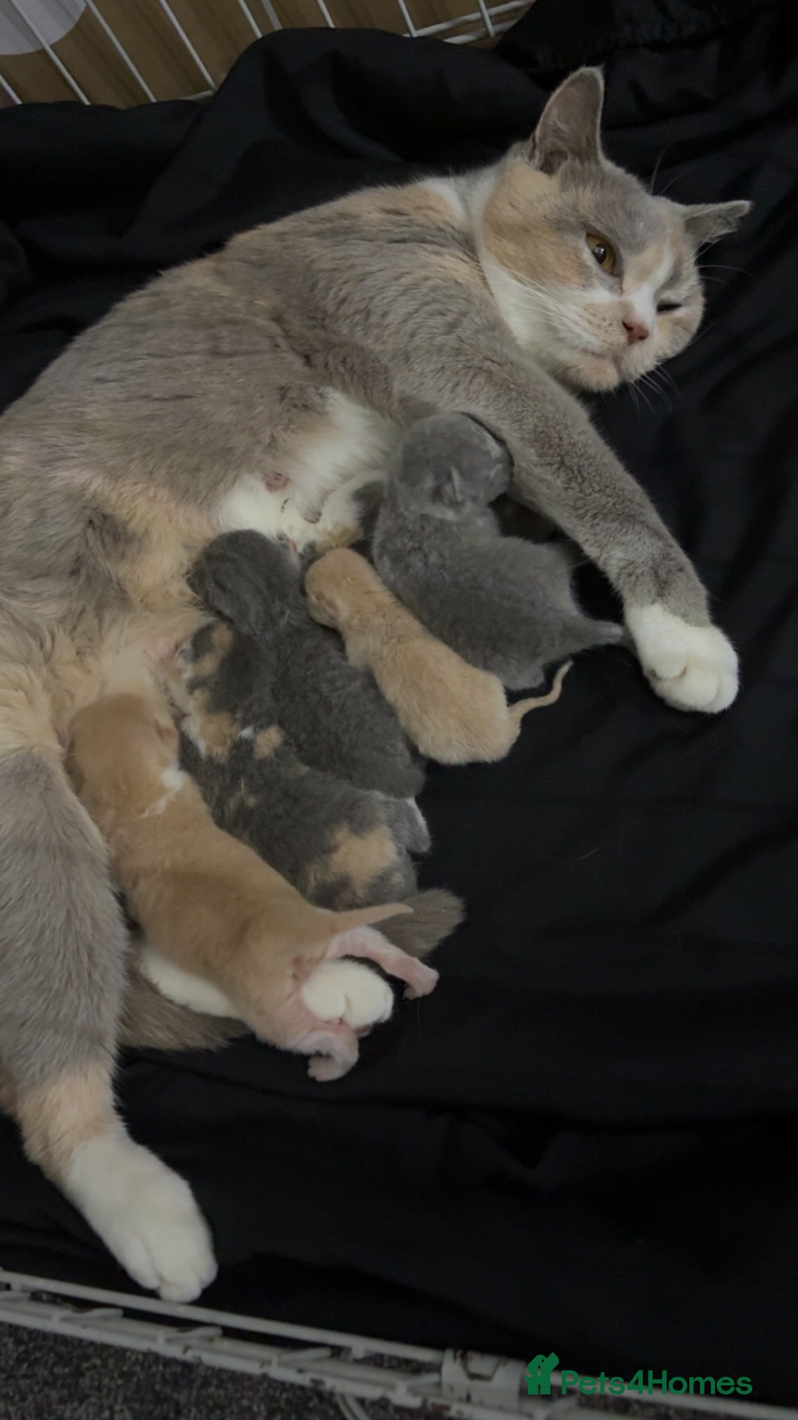 British Shorthair cats Last beautiful grey bsh girl  - Advert 1