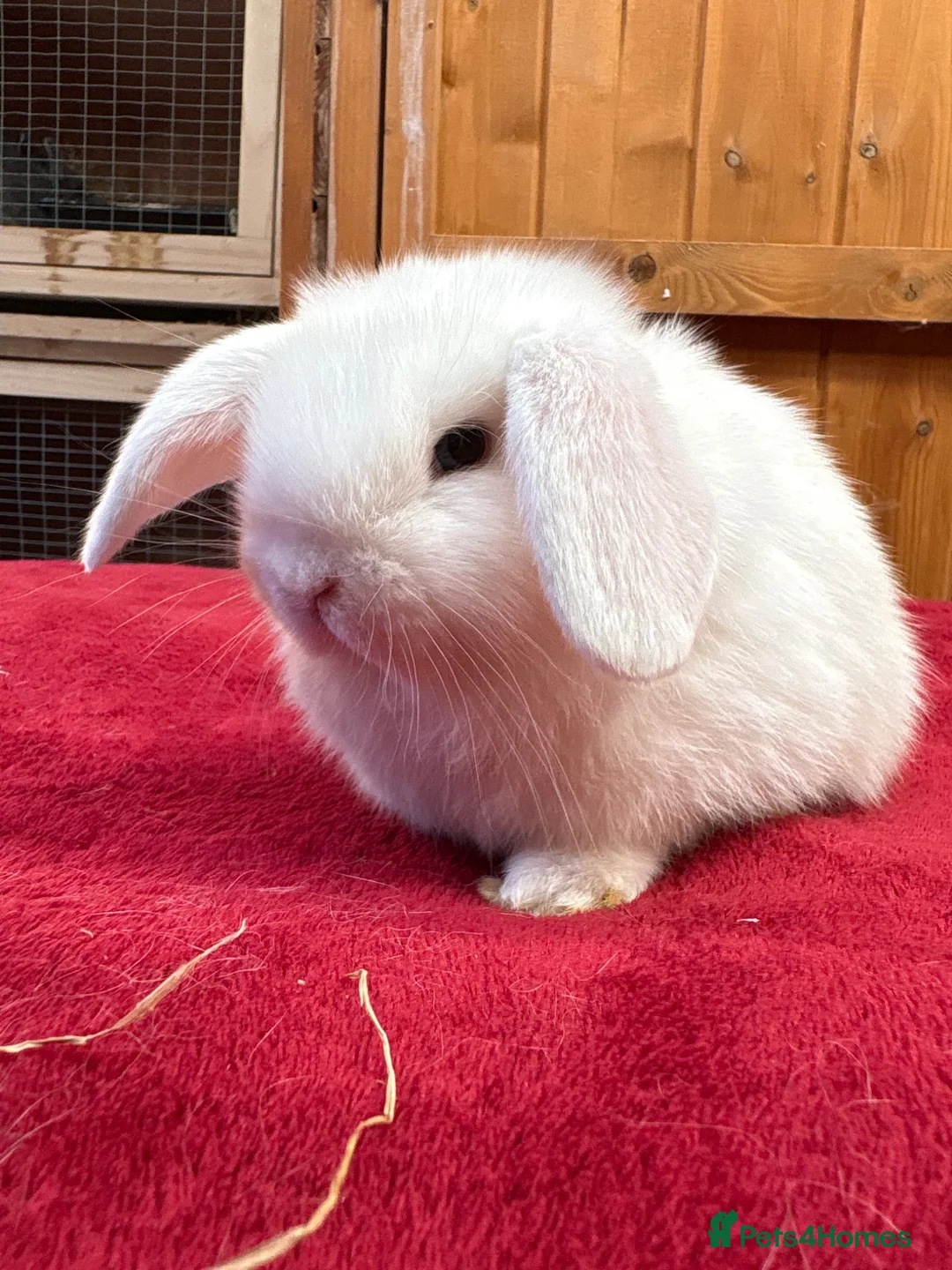 Dwarf Lop rabbits for sale: Two loving blue eyed girls (vaccinated) - Advert 6