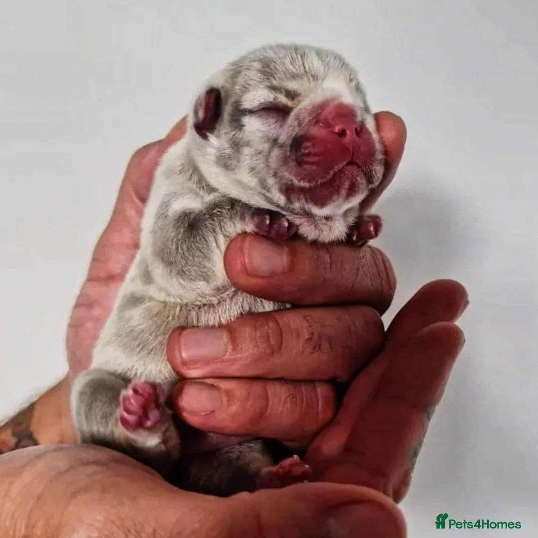 French Bulldog dogs for stud: ** RogueRoyales Zeus ** Fully Suited Lilac Merle  in Wolverhampton - Advert 8