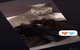 British Shorthair cats for sale: British Blue x kittens - Image 14