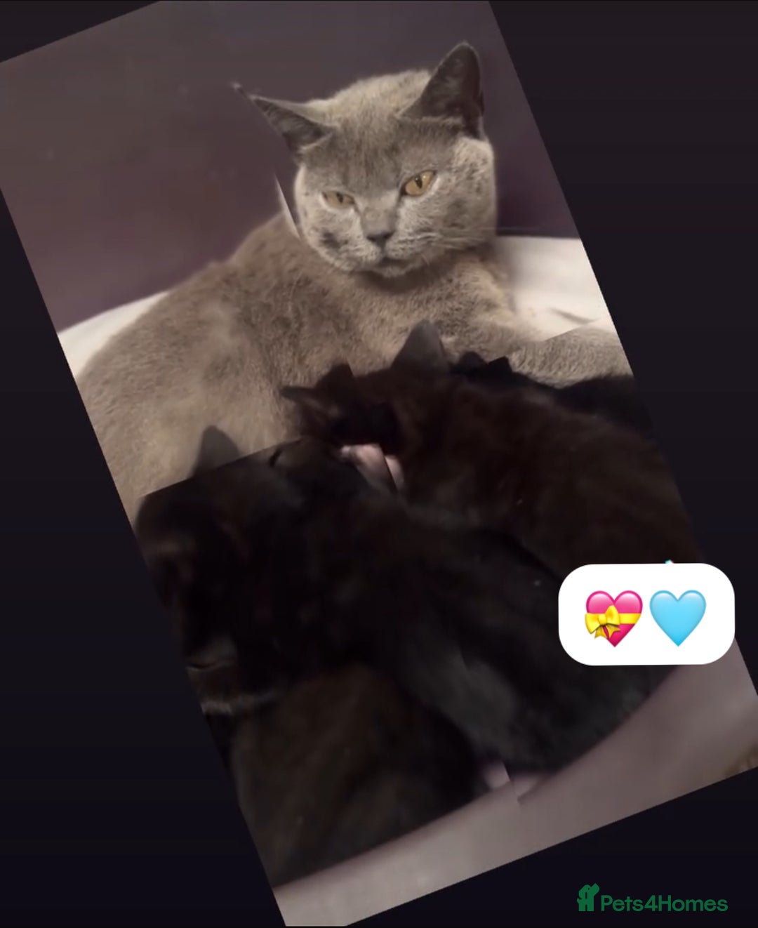 British Shorthair cats for sale: British Blue x kittens - Image 14