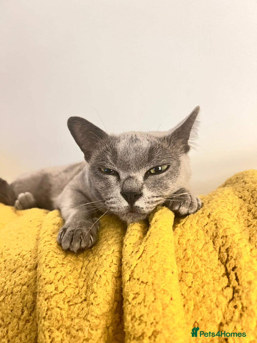 Burmese cats for sale: 2 beautiful Burmese cats age 5 and 3 - Advert 6