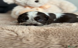 Cocker Spaniel dogs for sale: Show type cocker spaniels  - Image 20