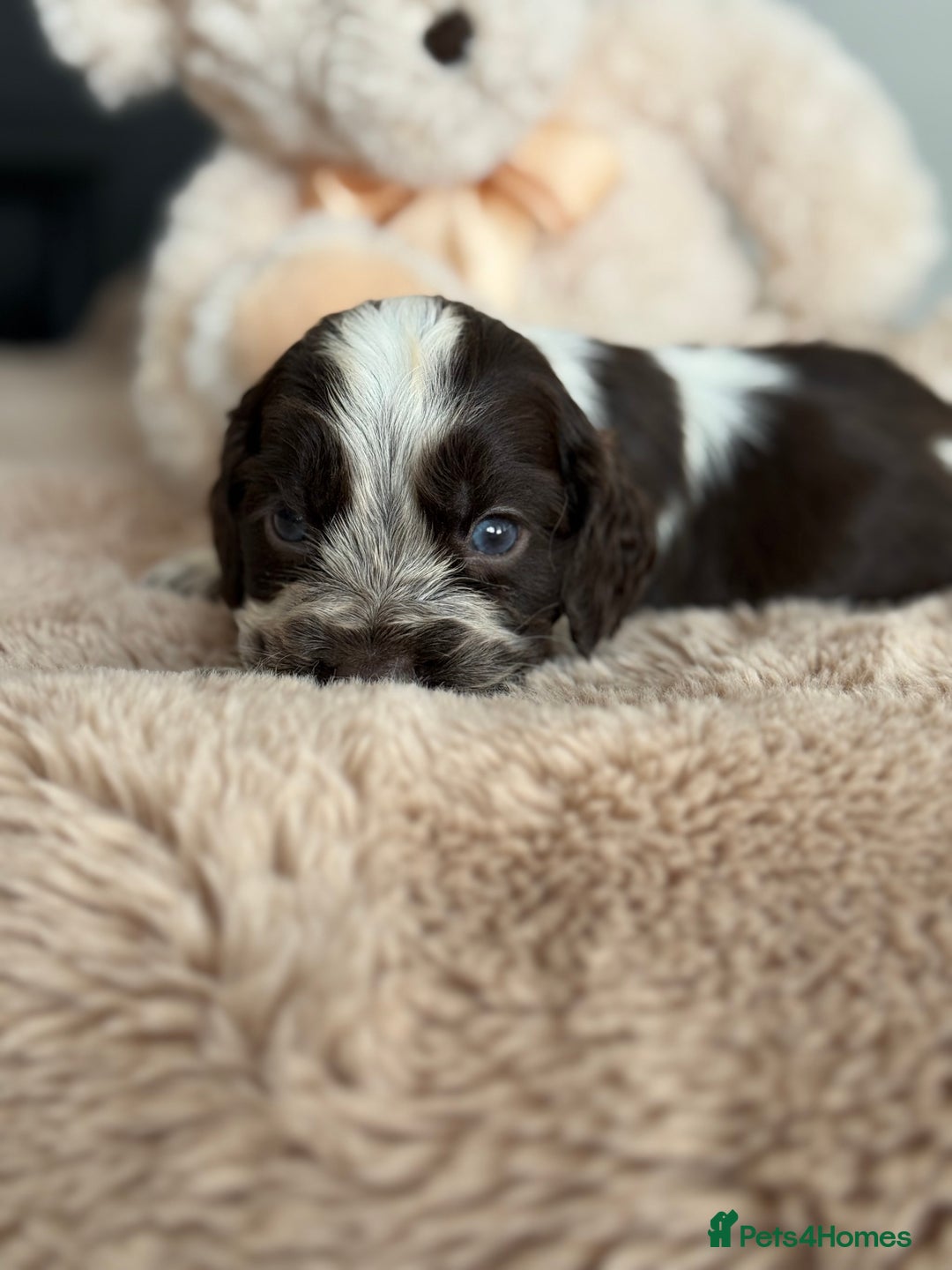 Cocker Spaniel dogs for sale: Show type cocker spaniels  - Image 20