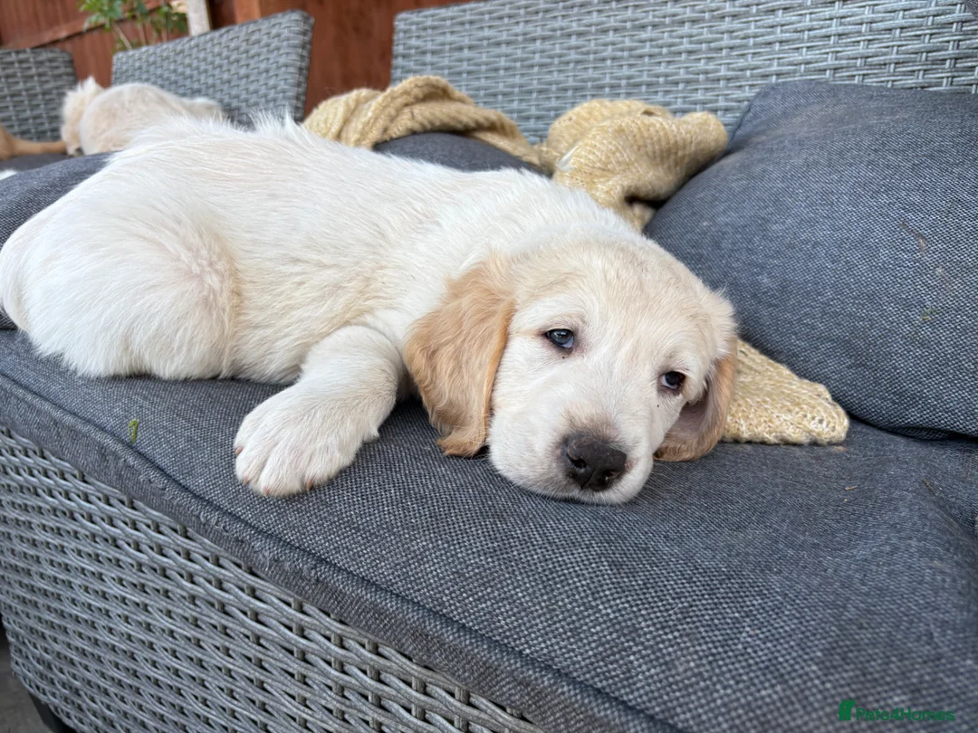 Golden Retriever dogs for sale: Beautiful Golden Retriever Puppies for Sale in Stafford - Advert 2