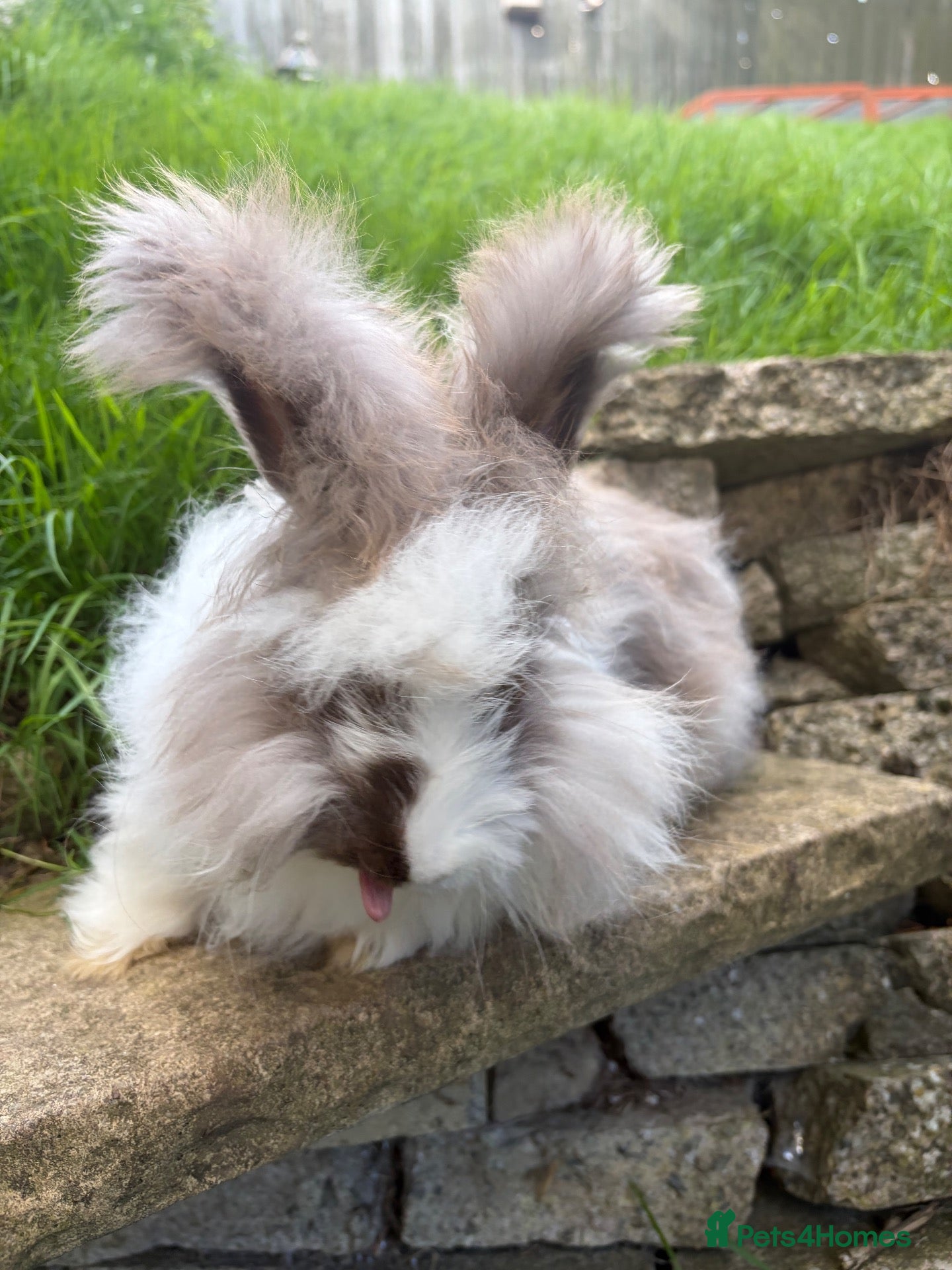 Angora rabbits English Angora 1 broken choc boy remaining  - Advert 2