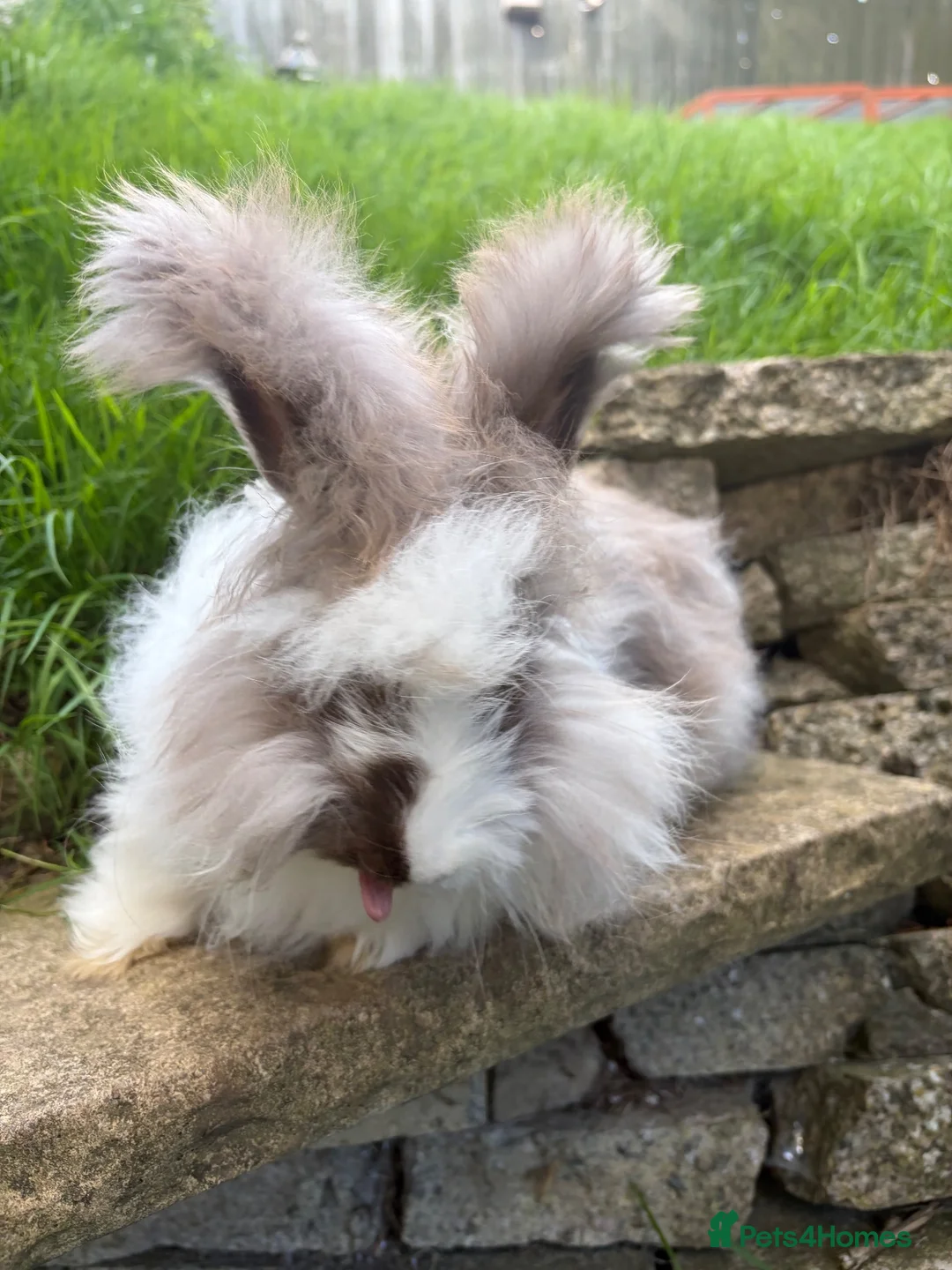 Angora rabbits for sale: English Angora 1 broken choc boy remaining  - Advert 2