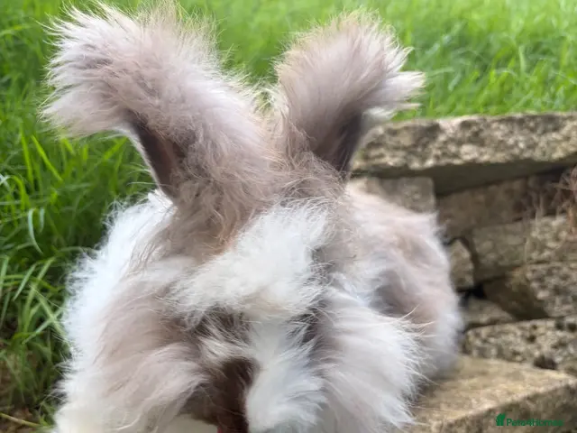 Angora rabbits for sale: English Angora 1 broken choc boy remaining - Advert 1