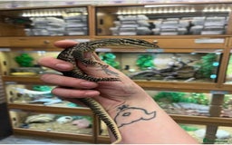 Monitor reptiles for sale: Baby Argus monitor  - Image 2