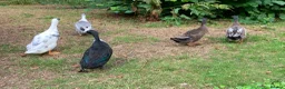 Ducks poultry for sale: 2 Indian Runner duck drakes in Appleby-in-Westmorland - Advert 5