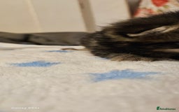 Mixed Breed cats for sale: 5 Bengal x Kittens–Glitter Coats,Beautiful Colours - Image 11
