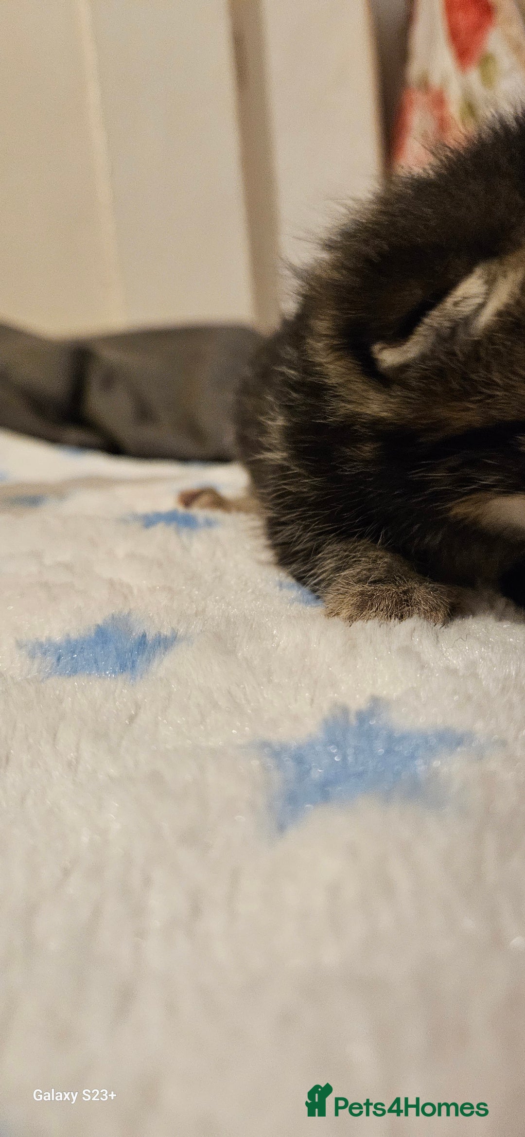 Mixed Breed cats for sale: 5 Bengal x Kittens–Glitter Coats,Beautiful Colours - Image 11