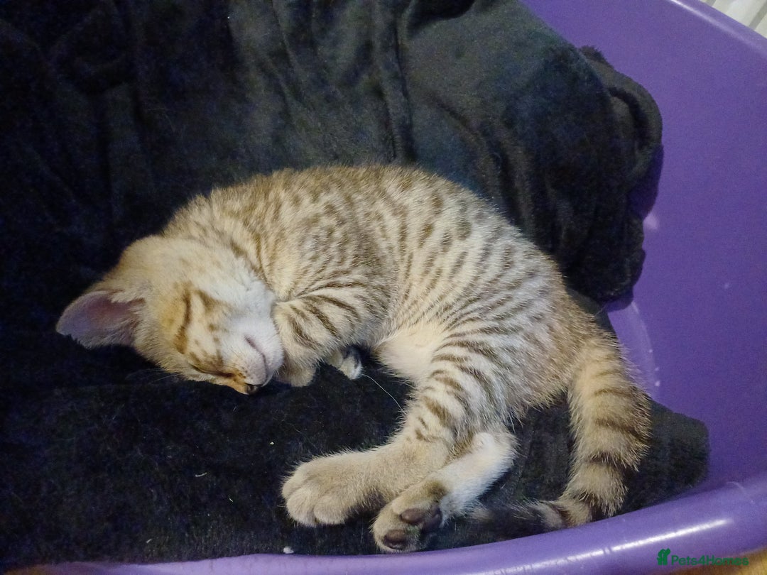Bengal cats for sale: Bengal cross kitten  - Image 4