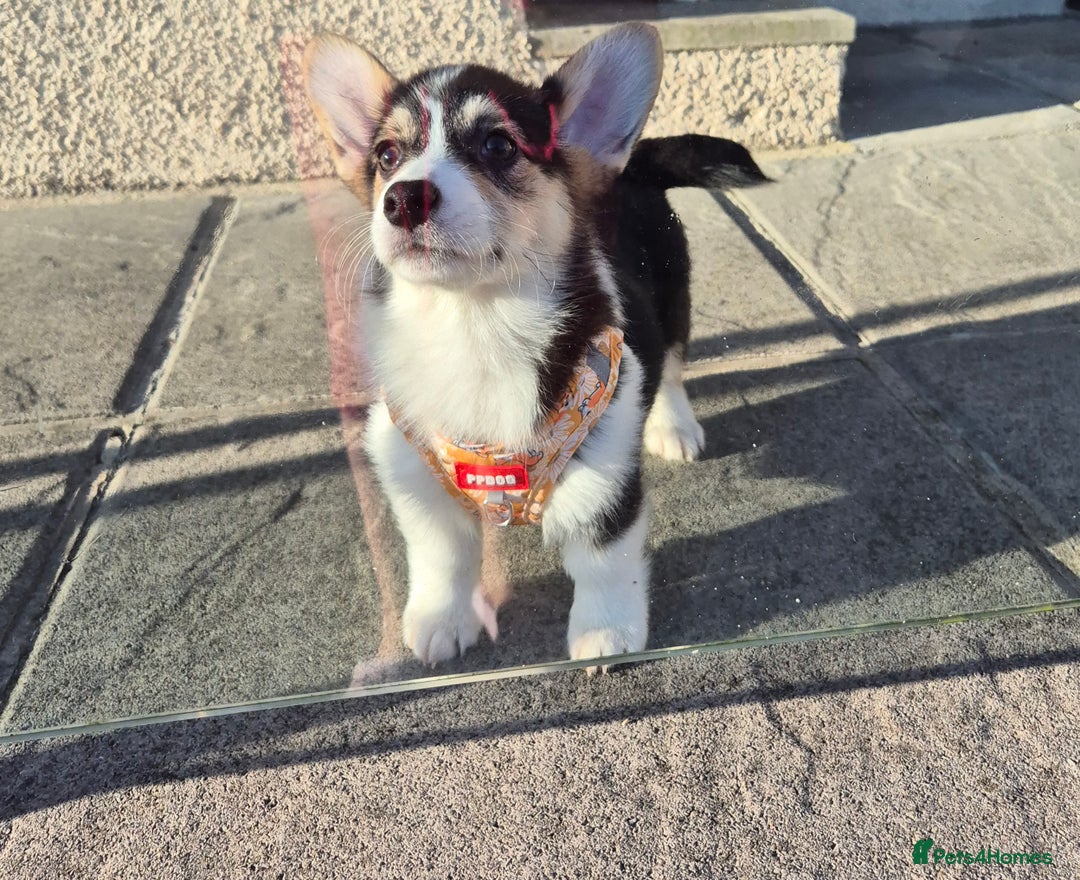 Welsh Corgi Pembroke dogs for sale: Kc reg 2 girls remaining bob & longtail - Advert 16