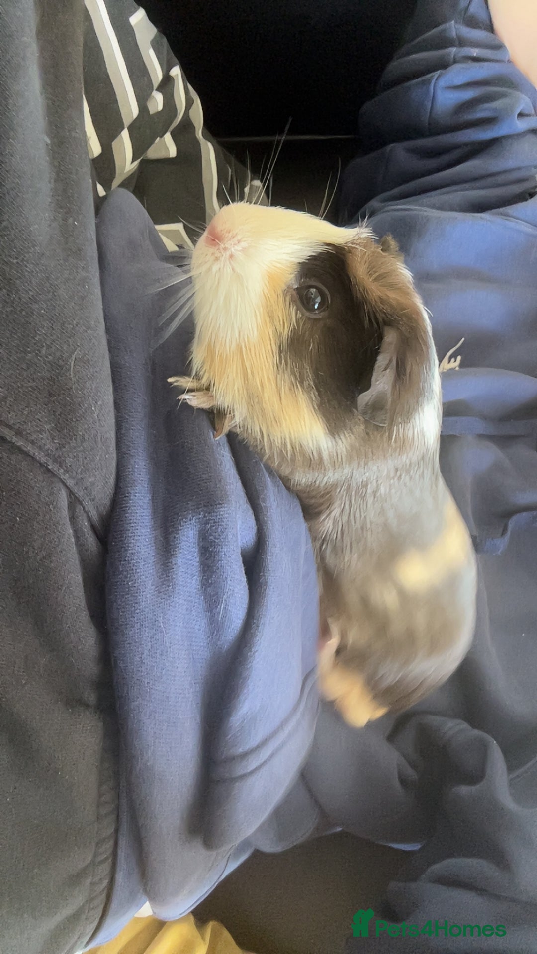Guinea Pig rodents for sale: Male Guinea Pig needs a new home - Image 8