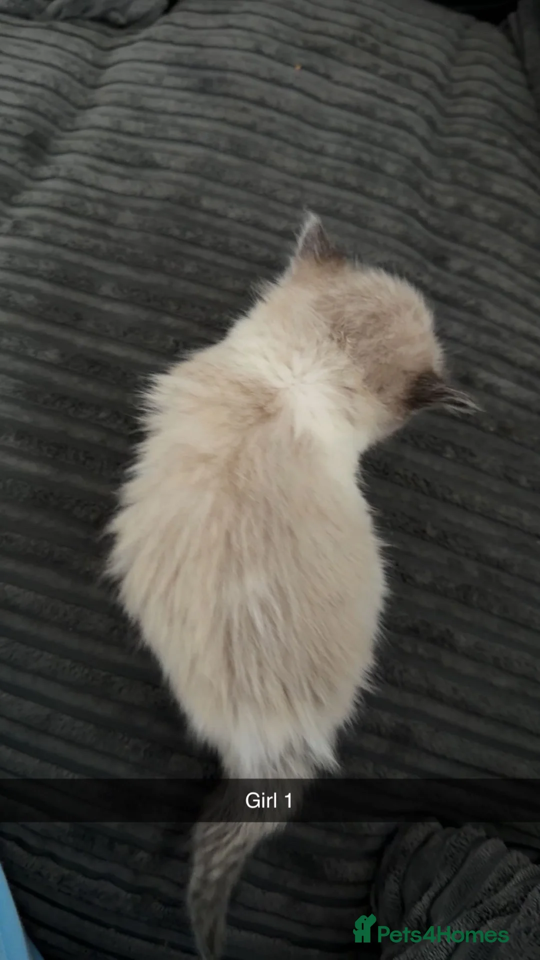 Ragdoll cats for sale: 3 beautiful ragdolls for sale  - Advert 6