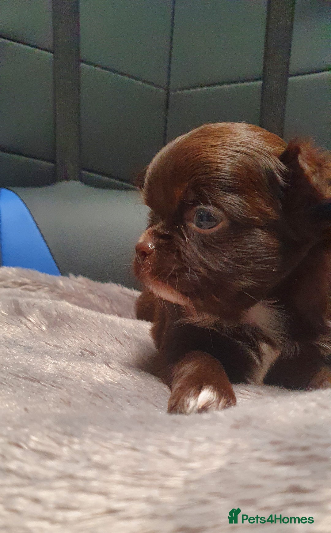 Chihuahua dogs for sale: Beautiful Long-Haired Chihuahua Puppies - Advert 4