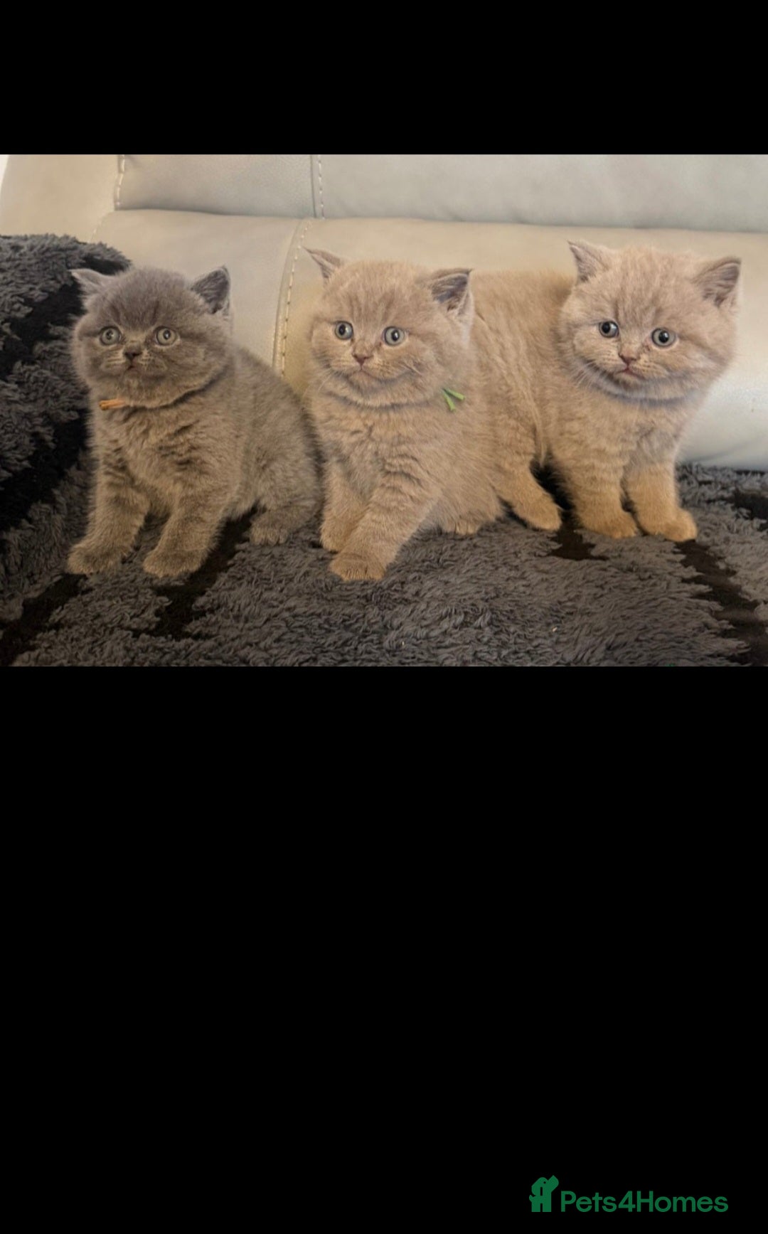 British Shorthair cats STUNNING! CHUNKY! Pure British Shorthair Kittens! - Advert 1