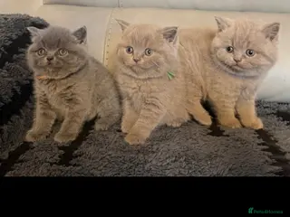 British Shorthair cats STUNNING! CHUNKY! Pure British Shorthair Kittens! - Advert 2