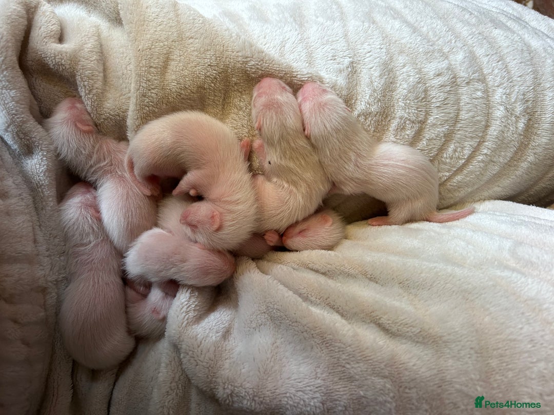 Ferret rodents for sale: Albino ferret kits  - Image 6