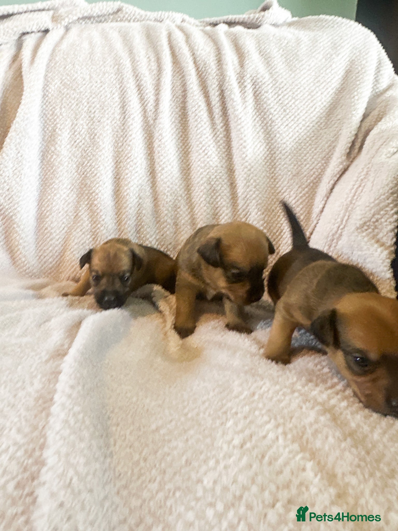 Mixed Breed dogs for sale: Patterdale X Lakeland Puppies for Sale in Letchworth Garden City - Advert 20