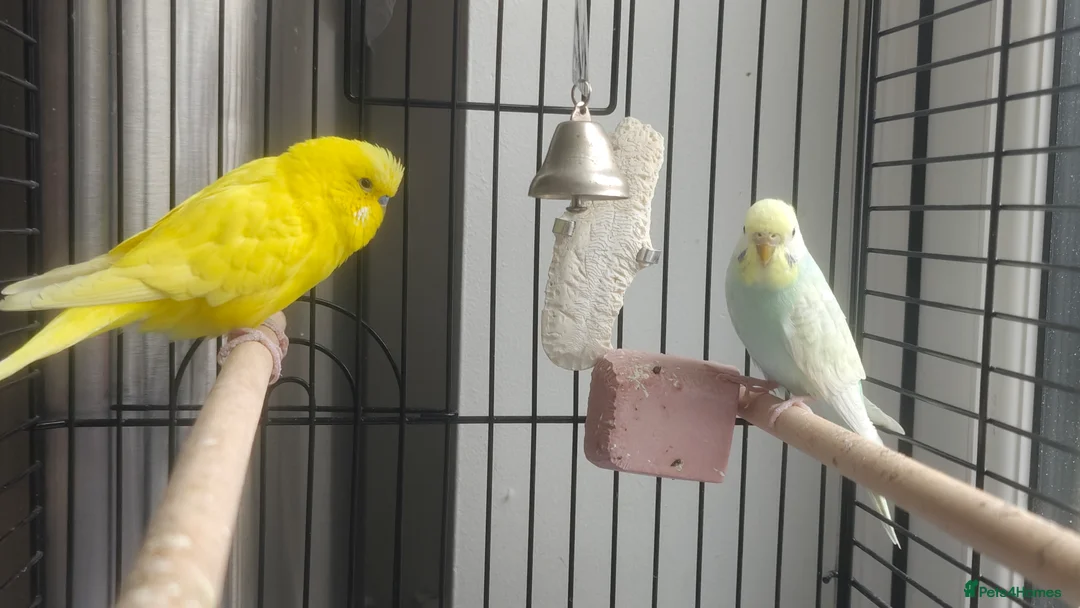 Budgerigars birds for sale: 2 budgies (girl+boy) and 1 or 2 cages for sale - Advert 1