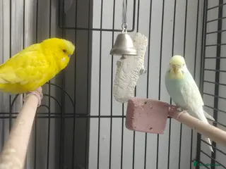 Budgerigars birds 2 budgies (girl+boy) and 1 or 2 cages for sale - Advert 3