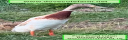Ducks poultry for sale: PURE BREED INDIAN RUNNER DUCKLINGS - Advert 4