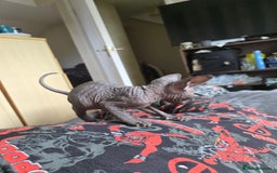 Sphynx cats for sale: Male Sphynx for sale - Image 5