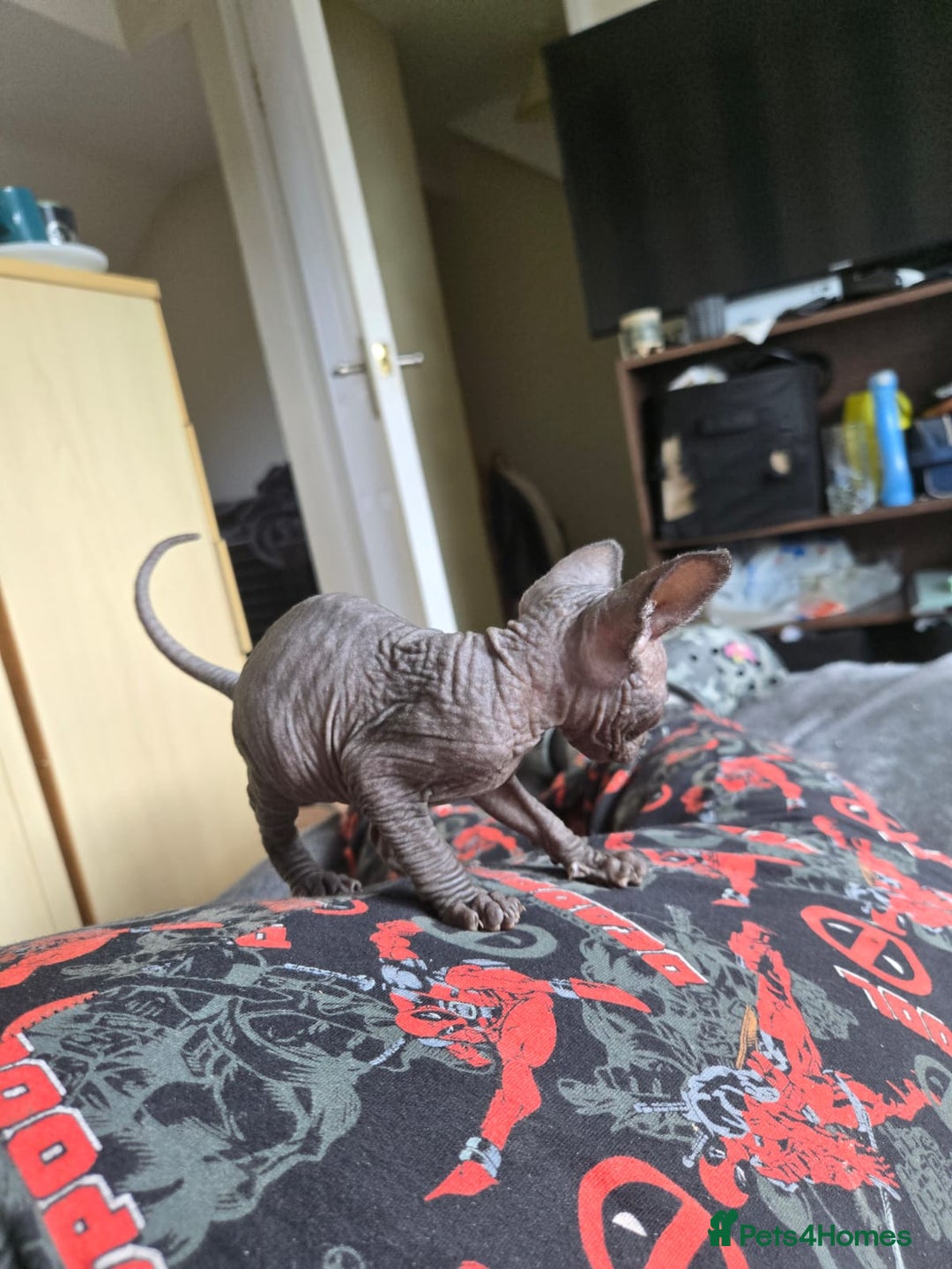 Sphynx cats for sale: Male Sphynx for sale - Image 5
