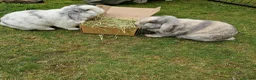 Mini Lop rabbits for sale:  Vienna Blue Magpie mini lop - Advert 3