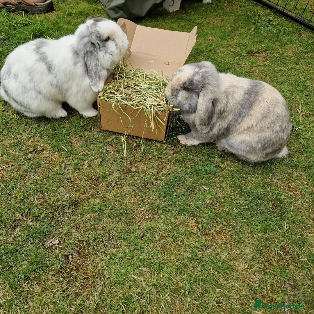 Mini Lop rabbits for sale:  Vienna Blue Magpie mini lop - Advert 3