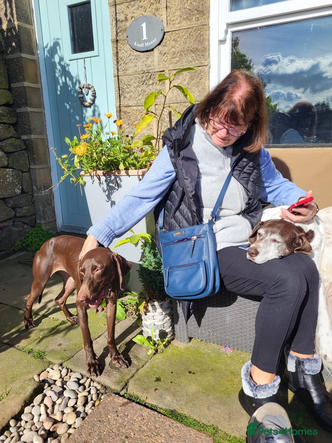 German Shorthaired Pointer dogs for adoption: Roo, female German Shorthaired Pointer, aged 2 - Image 23